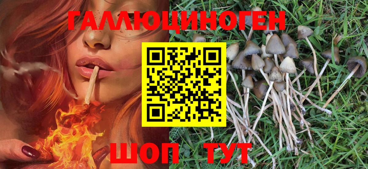 Псилоцибиновые грибы MAGIC MUSHROOMS  Псилоцибиновые грибы Psilocybe  Сланцы  Вход с VPN 